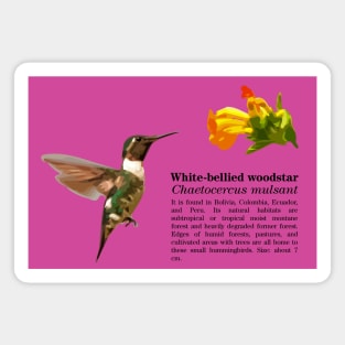 White-bellied woodstar hummingbird black text Magnet